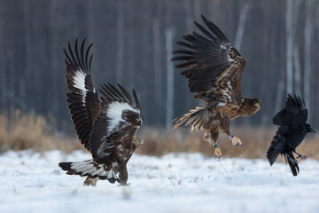 A golden eagle chasing away a white-tailed eagle and a raven