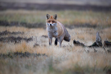 Watchful fox in the meadow