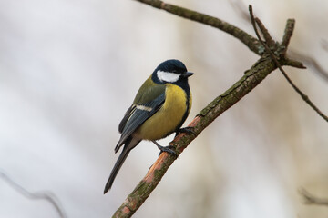 A great tit sitting on a pine stick