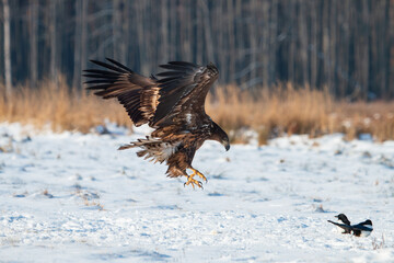 A white-tailed eagle attacking two magpies in a winter meadow