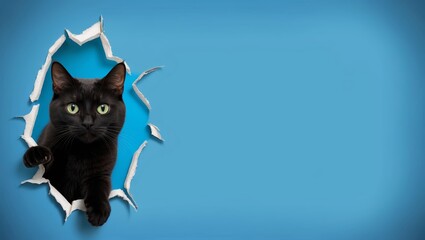 Obraz premium Playful black cat peeking through a vibrant blue ripped background, paws extended in a mischievous pose.