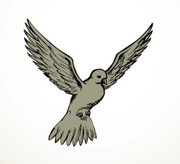 Vector drawing. Dove in the sky
