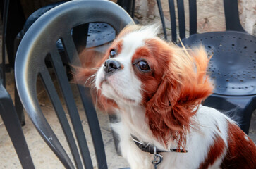 Cute Cavalier King Charles Spaniel Posed on Chair Dog Photography Ideas