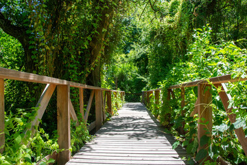 Obraz premium puente de madera en trekking por reserva natural