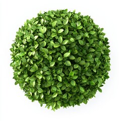Fototapeta premium round green bush with dense foliage, isolated on a clean white background