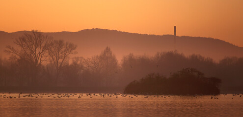 Zimowy, mglisty poranek nad stawem, wyspa i ptaki. © mycatherina