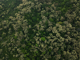 Aerial view of green forest with  flowering castanopsis fissa trees in spring