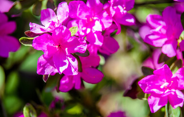Fototapeta premium pink rhododendron blooms in the Botanical garden 