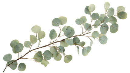 Obraz premium Serene Eucalyptus Plant with Round and Subtle Green Foliage