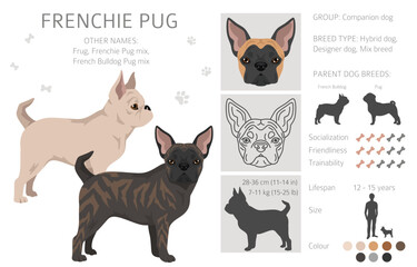 Frenchie Pug clipart. French Bulldog - Pug mix. All possible coat colors, breed information, adults and puppies.  Vector illustration