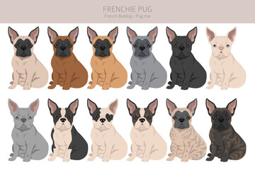 Frenchie Pug clipart. French Bulldog - Pug mix. All possible coat colors, breed information, adults and puppies.  Vector illustration