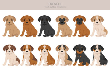 Frengle clipart. French Bulldog - Beagle mix. All possible coat colors, breed information, adults and puppies.  Vector illustration