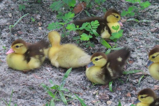 Beautiful ducklings on grass in Florida nature, closeup - Powered by Adobe