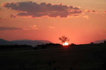 Solitary tree silhouetted against a vibrant sunset over rolling hills