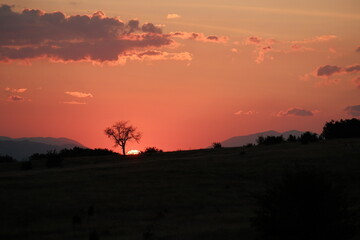 Solitary tree silhouetted against a vibrant sunset over rolling hills