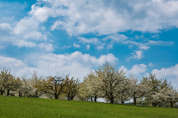 Wonderfully blooming cherry trees in Franconian Switzerland near Pretzfeld on a sunny spring day