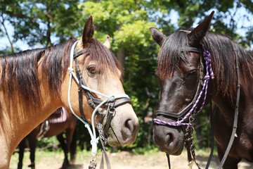 Obraz premium Close up of a beautiful horse head, face, and neck on rural horse trail against natural background summertime