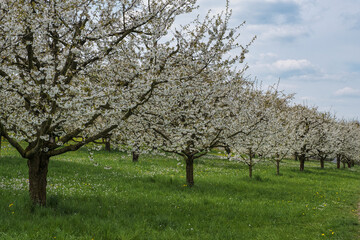 Wonderfully blooming cherry trees in Franconian Switzerland near Pretzfeld on a sunny spring day