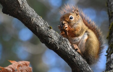 A red squirrel in the fall, Sainte-Apolline, Québec, Canada