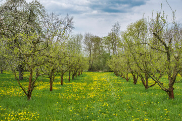 View of an orchard with blooming yellow dandelions in Franconian Switzerland near Pretzfeld in spring