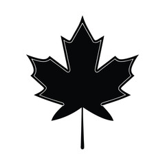 maple leaf isolated on white