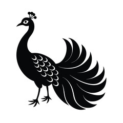 black and white peacock