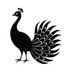 peacock isolated on white