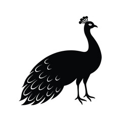 peacock isolated on white