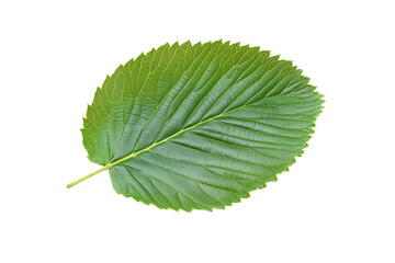 Obraz premium A leaf is shown in its natural state, with no other elements in the image. ,on transparent background.