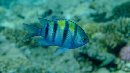 Naklejka premium Indo-Pacific sergeant (Abudefduf vaigiensis) undersea, Red Sea, Egypt, Sharm El Sheikh, Montazah Bay