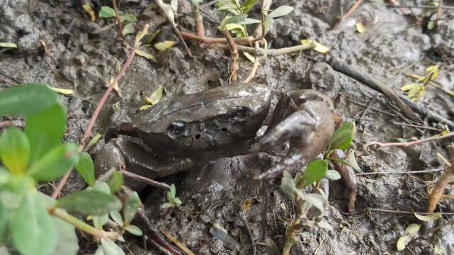 Gecarcinucoidea in the field
