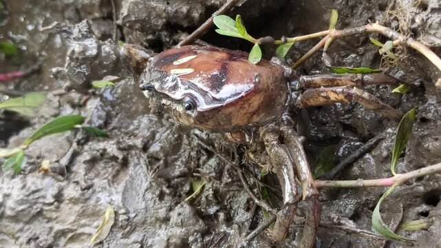Gecarcinucoidea in the field