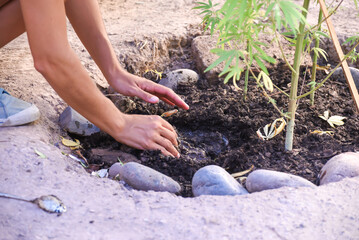 hands planting different seeds in the soil, vegetable garden, harvesting