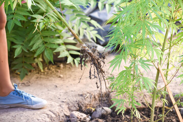 marijuana plant root, cultivation, nature