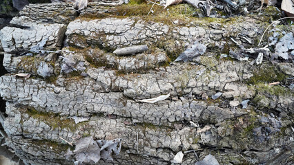 Moss on Old and Weathered Tree, Struck by Lightning, with Rough Bark