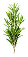 Obraz premium fresh rosemary isolated on white