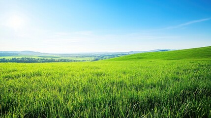 Fototapeta premium A wide open grassland stretching under a clear blue sky with rolling hills in the distance.