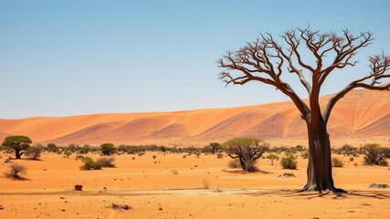 Fototapeta premium Majestic baobab tree standing tall on arid African savannah surrounded by golden sand, desert, Africa, golden