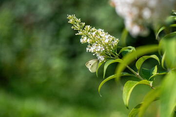Cabbage white butterfly on flowers © Claudia Evans 