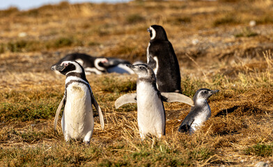 Naklejka premium Pinguin Mother with Chicks