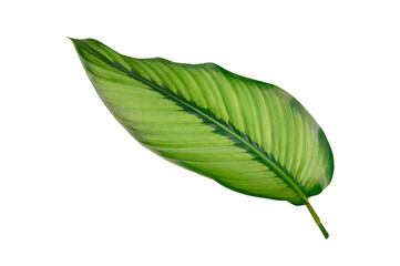 Plant leaves Green nature Tropical forest isolated on transparent background - png.(PHOTO)