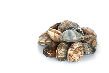 Clams on white background. Seafood.