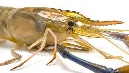Fresh river prawns isolated on white background. Big freshwater prawns. River prawns for cooking.