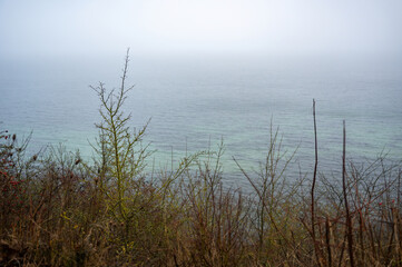 Plants on the coast on a cloudy day