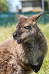 Cute fluffy wallaby in the park. Marsupial mammals. Australia