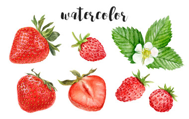 Hand-Painted Watercolor Wild Strawberry and Strawberry Botanical Illustration Isolated on White