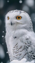 Fototapeta premium HD Phone Wallpaper Majestic Snowy Owl Portrait in Winter Wonderland Feathers Close up Wildlife Photography