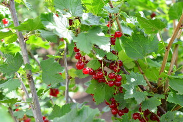 Ripe Red Currants on the Bush close up 