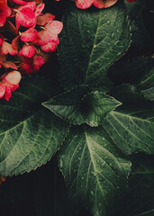 Rosliny © Agnieszka