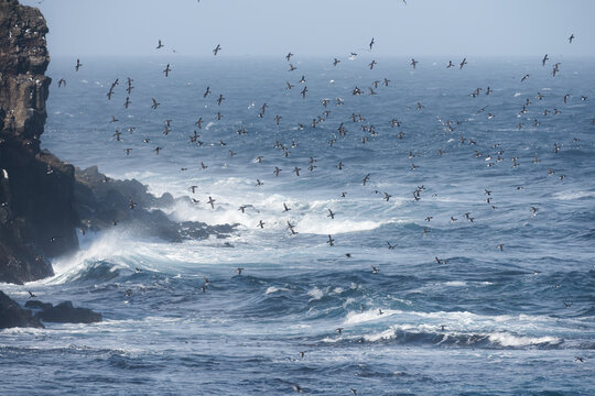 Hundreds of birds fly under cliffs in strong wind